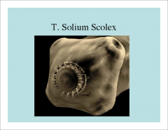 -Tapeworm
-solium has really effective hooks, helping them to latch onto the intestinal mucosa.