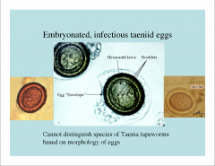 -Thick outer layer with striations are indicative of taenia eggs.