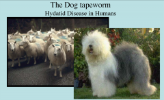 -the dog tapeworm

echinococcosis=hydatid disease