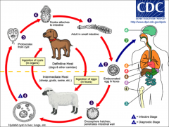 -Replication occurs in the dog.
-We interject ourselves into this life cycle (think about sheepdogs)