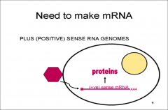 Key points:
 -Genome serves as mRNA and is infectious
 -Genomes are non-segmented
 -Virions do not contain any enzymes
 -Structure: enveloped or naked; icosahedral or helical
