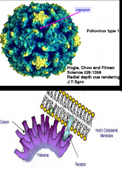 -The specificity of the picornavirus interaction for cellular receptors is the major determinant of the target tissue tropism and disease.
 
-Coxsackievirus and most rhinoviruses bind to ICAM-1.
 
-Poliovirus binds to the cell surface glycoprotein kno