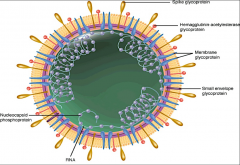 -coronavirus
-its glycoproteins are pretty unique in that they allow it to have some survival in the pH of the GI tract.
-it's the only enveloped virus that can do this.