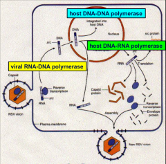 -You CANNOT inhibit DNA-DNA enzymes or DNA-RNA enzymes, because WE NEED these enzymes.
-Therefore, target RNA-DNA enzymes!