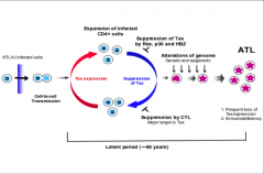 -Upregulation of tax increases IL-2; which increases CD4 proliferation --> T cell leukemia