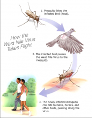 -Caused by a Flavivirus

-In 2004, virus was found in all states except Washington.
 
-Natural reservoir of the virus is birds and the virus is transmitted by mosquitoes ( Culex sp.).