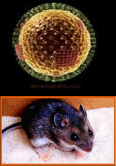 -No arthropod vector established; Unique among genera Bunyaviridae
 
-Rodent hosts--Genus and possible species specific
 
-Transmission by Aerosolization of rodent excretra

-Associated with hemorrhagic fever with renal syndrome (HFRS) and severe pu