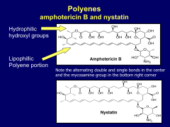 *both hydrophilic and hydrophobic portions in both ampho B and nystatin.