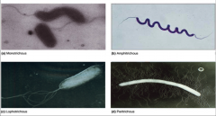 vibrio - monotrichous
spirochetes - amphitrichous
helicobacter - lophotrichous
shigella - peritrichous