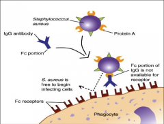 *Cell wall factors
-Protein A - blocks opsonization by stealing the Fc portion of Ab
-M protein- acts in a similar fashion
