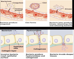 *Extracellular enzymes secreted by invasive bacteria hide the organism and allow for deeper penetration into tissue:

*Coagulase; forces formation of a clot, which the bacterium lives inside of.
*Kinases; dissolve the clot to allow invasion into deeper