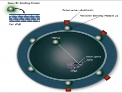 *MRSA strains produce new PBPs through acquisition of mecA gene.
*The new PBPs inhibit binding to ß-lactam antibiotics.