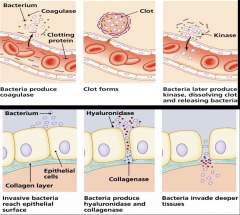 Coagulase
Catalase
Hyaluronidase
Staphylokinase
Lipases

*Allow s. aureus to invade and disseminate into deeper tissue.