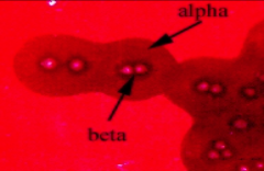 Characterized by double-zone of hemolysis on blood agar 
*alpha-->partial lysis
*beta--> complete lysis