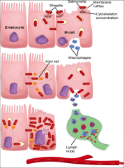 *Shigella are acid-resistant
*After ingestion, survive passage through stomach, the small intestines and enter the colon.   
*Bacterial multiplication occurs mainly in the intracellular environment of the intestinal epithelial cells.  
*Invasion trigge
