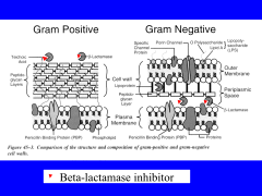 *Drugs that block a bacterial enzyme that produces β-lactam resistance
*Clavulanic acid, sulbactam, tazobactam inhibit ß-lactamases.  They are used in combination with a beta-lactam antibiotic
*They are not antibacterial agents