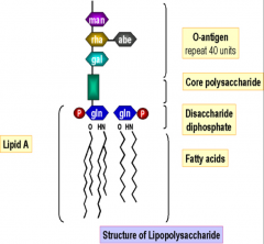 Lipopolysaccharide (LPS) =  ENDOTOXIN