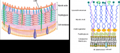*Complex, glycolipid cell wall
*Mycolic acids linked to arabinogalactan
*Lipoarabinomannan (LAM): induces cytokine production
*Together, these and additional cell surface proteins are antigenic.  Extracted and partially purified preparations of these p