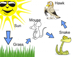 Sun - Grass - Mouse -Snake - Hawk