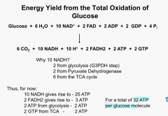 (or 30 ATP if less efficient NADH transporter used)