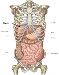 The Liver