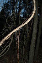 high-climbing vine with tendrils
grows on ground or may grow up on trees