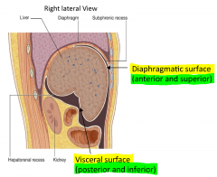 1. Diaphragmatic Surface
- Anterior and Superior
2. Visceral Surface
- Posterior and Inferior
