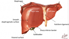 The right lobe is larger, and it is divided from the left lobe by the falciform ligament