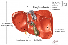 The Portal Hepatis 

1. Portal Vein
2. Hepatic Artery
3. Bile Duct
4. Nerves
5. Lymphatics