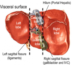 Left lobe separated by left saggital fissure (demarcated by ligaments)Right lobe separated by right saggital fissure (demarcated by gallbladder and IVC)