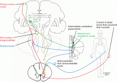Proprioceptive input from limbs via spinocerebellar tract and vestibular system