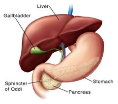An anatomical sphincter called the spincter of oddi surrounds the major duodenal papilla, regulating delivery in to the duodenum.Normally constricted, but high fat content in the duodenum causes its relaxation, allowing bile and pancreatic enzymes...