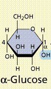  what is α and β Glucose?
