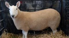 Who am I?
Ewes and most Rams are polled
- White face, BLACK NOSE muzzel
- slightly curved nose (not as pronounced as Border Leceister)