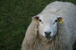 Who am I?
Composit Breed 
37% Texel
12% Finnish Landrace
50% Belclare Mark I
* MOST ON FARM
Long Face compared to Texel
(isosceles triangle)