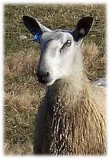Who am I?
similar to Border Leicester
CURLY WOOL
distinctive blue tinge to head and skin