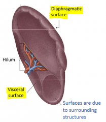 1. Diaphragmatic surface
2. Visceral surface

Hilum enters via the visceral surface
