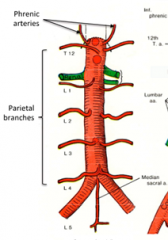 1. Phrenic Arteries (paired)
- supply diaphragm

2. Lumbar Arteries (paired) 
 - supply abdominal wall & spinal cord

3. Median Sacral Artery Branch (unpaired)
- supply nothing (vestigial in humans)