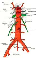 1. Middle Suprarenal Arteries
- Supply adrenal gland
2. Renal Arteries
- Supply kidneys
3. Testicular/Ovarian Arteries
- Supply testicles/ovaries

