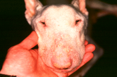 swine parakeratosis ( a true zinc deficiency due to diet-pigs food containing phytate/ high calcium/ low FAs in cereal based diets will decrease the available zinc.

zinc responsive dermatosis in goats and dogs ( mechanism uncertain in goats. do...