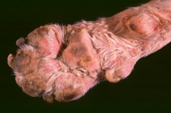 dead by age 2 - 'lethal'

affects extremities- 'acro' eg  distorted swollen foot with crusted pads.

stunted growth - think of zincs role

small or absent thymus - again think of the role of zinc in immunity - so suceptible to skin /lung/int...
