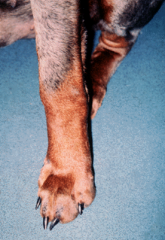 aka blue dog syndrome. A genetic alopecia.
seen in dilute coated  dogs of various breeds.
there is a delay in onset so breeding control is dificult.
caused by inherited folicular dysplasia.
the dilute hairs fail to grow and the tan colour will...