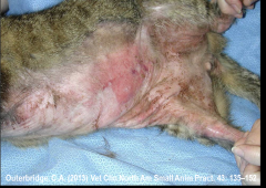 paraneoplastic syndrome- feline paraneoplastic alopecia ( rare and associated with malignant tumors on viscera , usually the pancreas. appears as ventral hair loss with shiny skin)

and many others....Cushing’s syndrome; alopecia, calcinosis c...