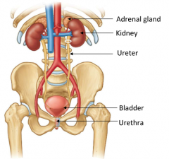 1. Kidneys2. Ureters3. Bladder4. Urethra
*adrenal gland is part of endocrine system