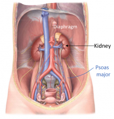 The left kidney sits higher up as it does not have the liver pushing down on it superiorly
(right renal arteries/veins also slightly lower)