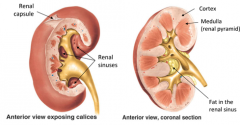 1. Renal capsule
- fibrous layer surrounding kidney
2. Medulla (renal pyramids)- darker interior3. Cortex- paler exterior4. Renal Sinuses- cavity within hilum filled with perinephric fat
