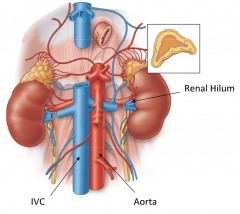 1. Renal vein
2. Renal artery
3. Renal pelvis