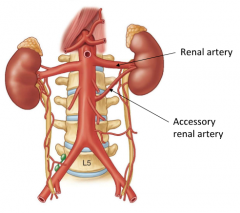 Arteries lower on the abdominal aorta that supplied the kidneys during development, however due to upward migration of the kidney and new blood supply by the actual renal arteries, become redundant and are generally destroyed.