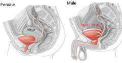 The urinary bladder is a triangular viscus which sits anterior to all other pelvic viscera

Its apex (anterior) presses against the pubic bone whereas the base (posterior) presses against the rectum in males and the uterus (also superior) in female