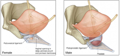 Mostly, however the bladder neck is fixed firmly by ligaments (type differs between sex) which surround the neck and attach to the pubic bones